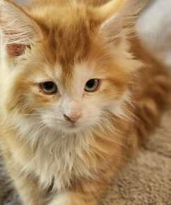 WhatsApp Image 2024 04 25 at 17.18.38 ec41dd96