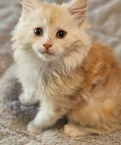 WhatsApp Image 2024 04 25 at 17.27.47 bc29aca6 1