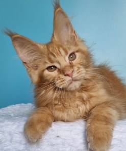 a52a0ba4 fc5d 4dd1 af61 ab231b003fe0