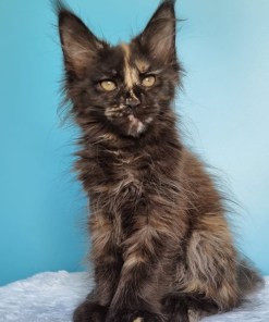 a572f8c9 2797 49e7 9308 aab457e49027