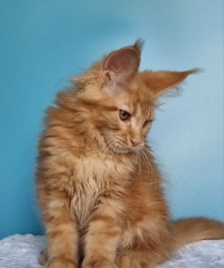 a7a5c642 85c0 450c 8a6e 4c9a8d8d32d6