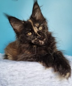 c1db0c0c 2e2f 407e 8272 9af67b6b6048