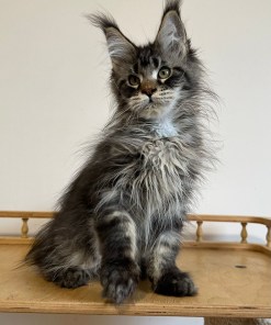 c6263fc9 cb6d 4100 b0f4 424b5cade2e2