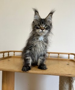 ca9700cd cf3e 4802 b2ea b455046b28f8