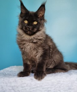 d0076089 c201 4b33 9d99 c227c142e841