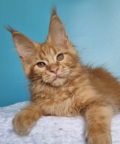 dc543d71 b6f9 4095 818c 513112033c26