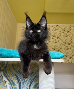 dd08bb82 e4e0 4559 bc57 71e0092bd87c