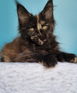 eb9c422a 9f40 46a1 b822 d7766c5c2b18