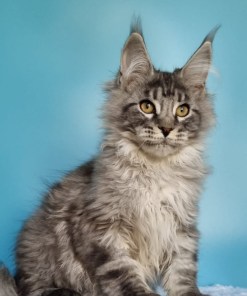 ff04e5fd c7d6 4294 bb3a bc3fb1da8621