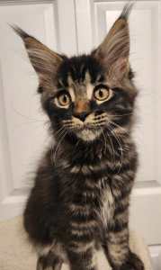 IMG 20240814 WA0075 1