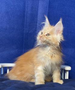 WhatsApp Image 2024 08 19 at 15.17.45 4c7779d5