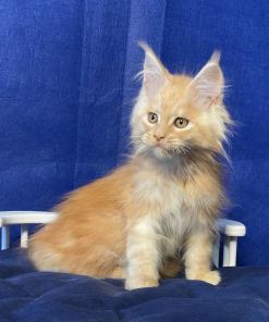 WhatsApp Image 2024 08 19 at 15.17.45 6f7e57be