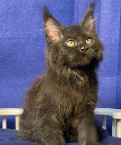 WhatsApp Image 2024 08 19 at 15.31.18 5dd59089