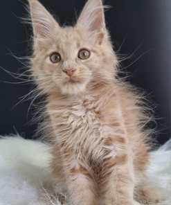 IMG 20240929 WA0024 1