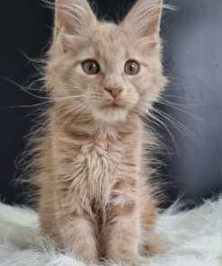 IMG 20240929 WA0025 1