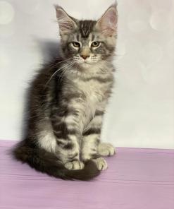 IMG 20240929 WA0038 1