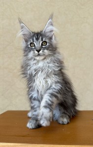  Maine coon kitten for sale/ available 