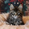 maine coon kittens for sale
