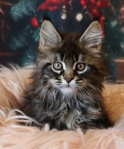maine coon kittens for sale