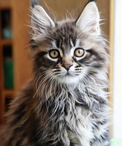 Ginger Brown Maine Coon Kitten Female for Sale / sold 33 IMG 20241125 WA0053