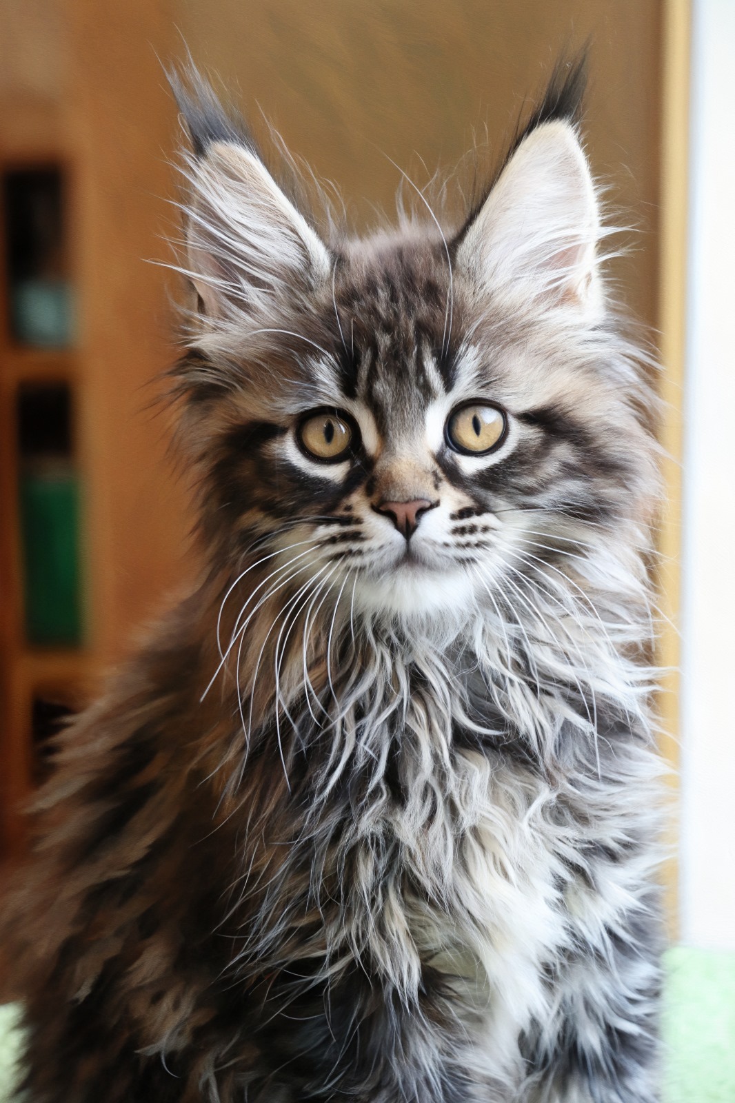Ginger Brown Maine Coon Kitten Female for Sale / sold 13 IMG 20241125 WA0053