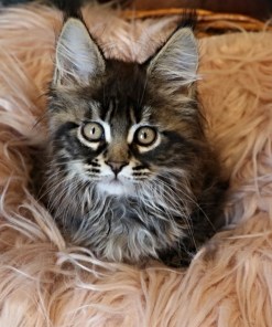 Ginger Brown Maine Coon Kitten Female for Sale / sold 34 IMG 20241125 WA0054
