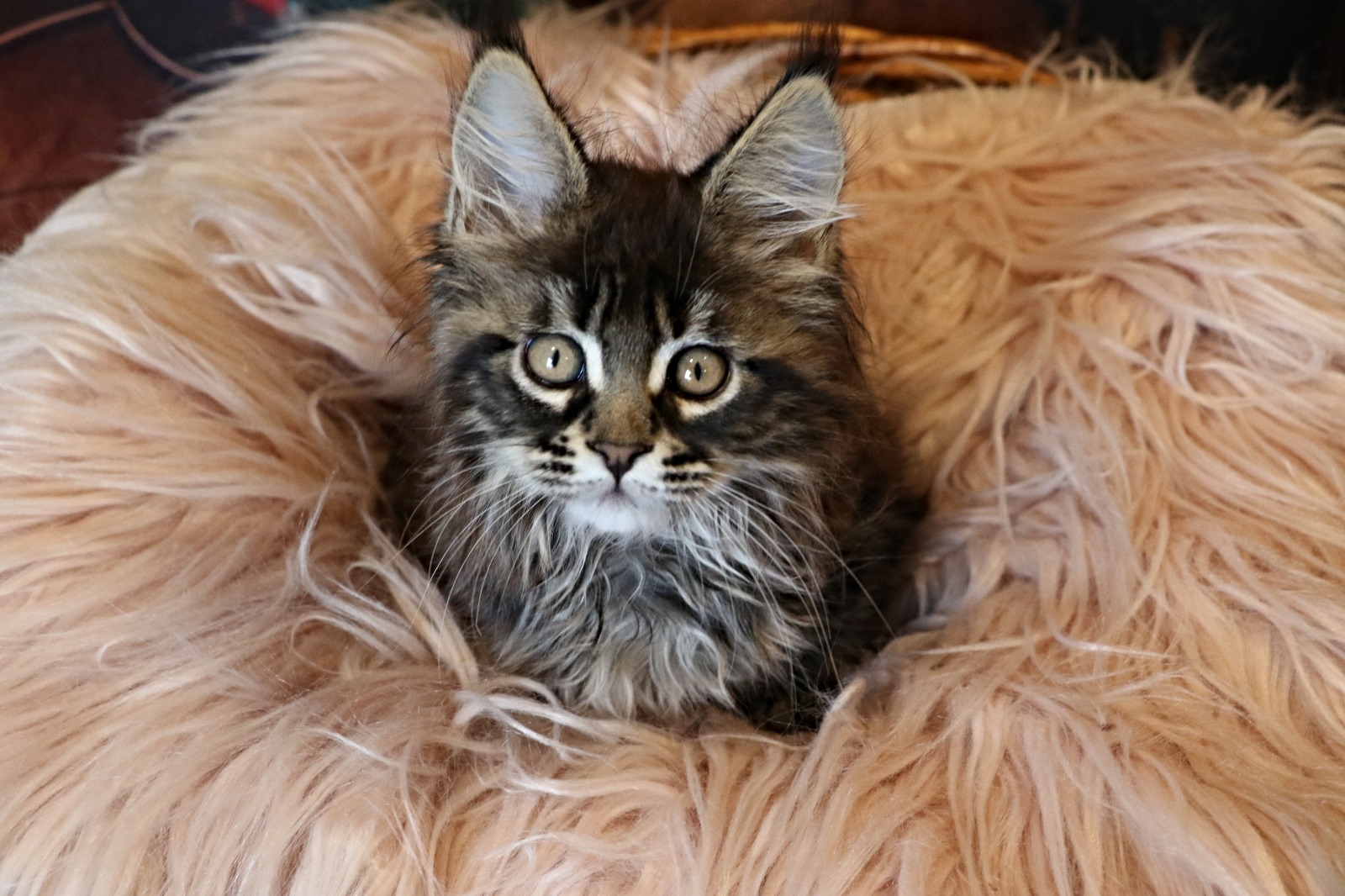 Ginger Brown Maine Coon Kitten Female for Sale / sold 14 IMG 20241125 WA0054