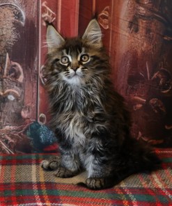 Ginger Brown Maine Coon Kitten Female for Sale / sold 35 IMG 20241125 WA0055