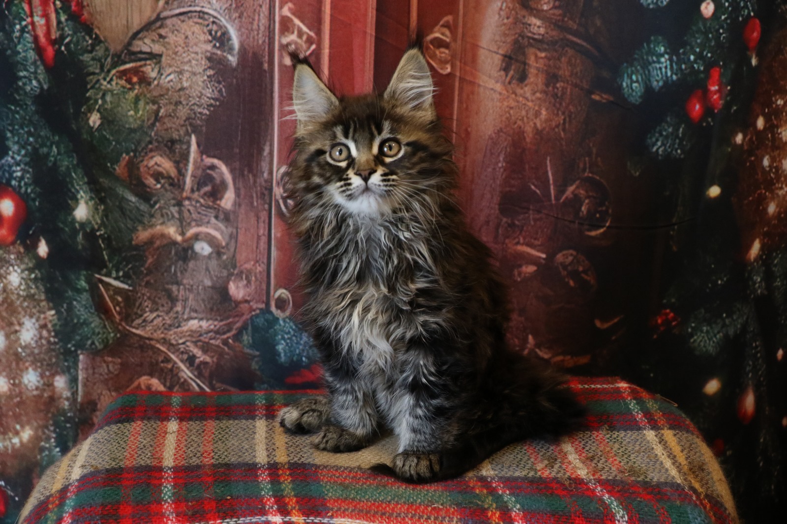 Ginger Brown Maine Coon Kitten Female for Sale / sold 15 IMG 20241125 WA0055
