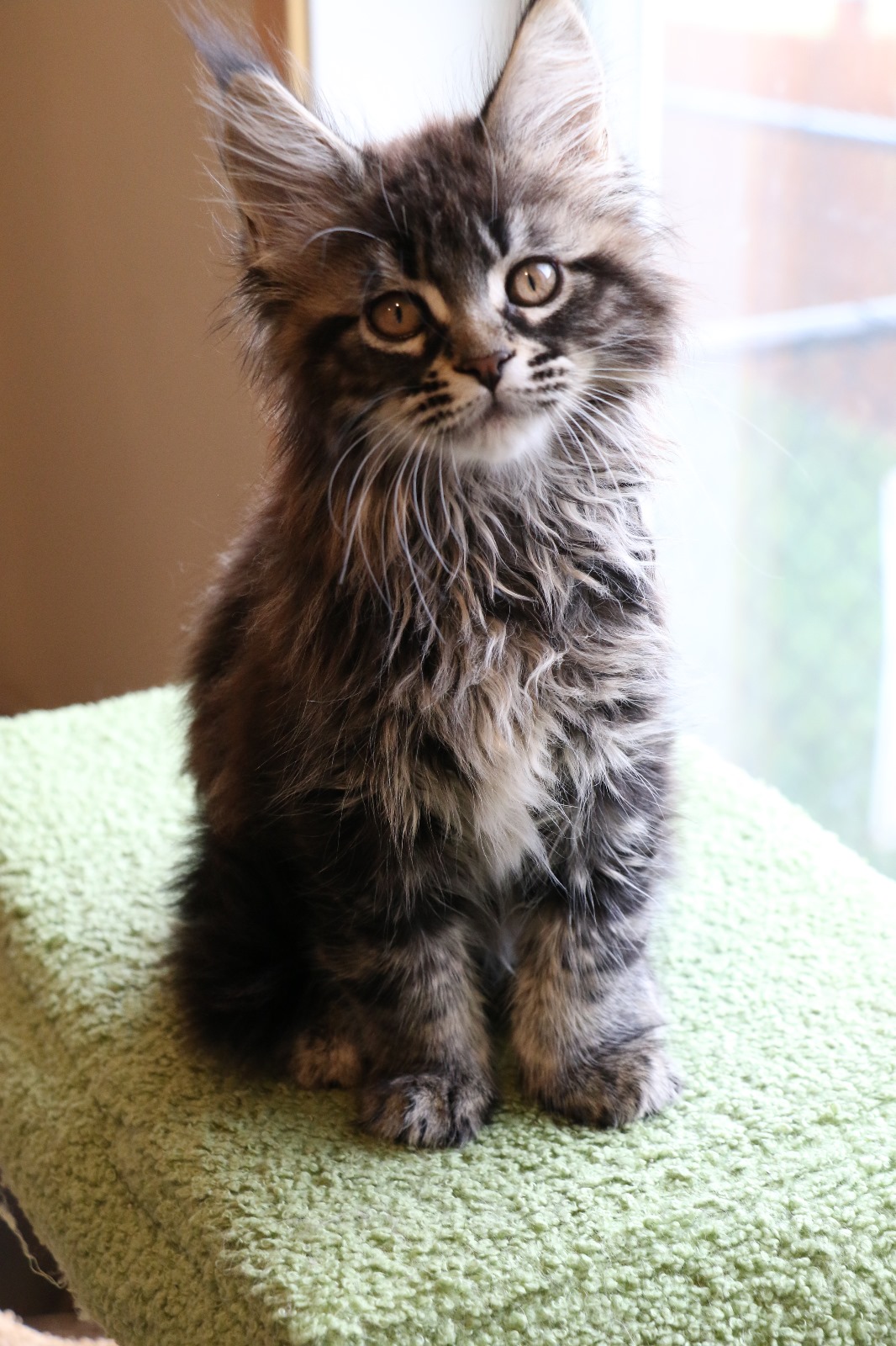 Ginger Brown Maine Coon Kitten Female for Sale / sold 16 IMG 20241125 WA0056