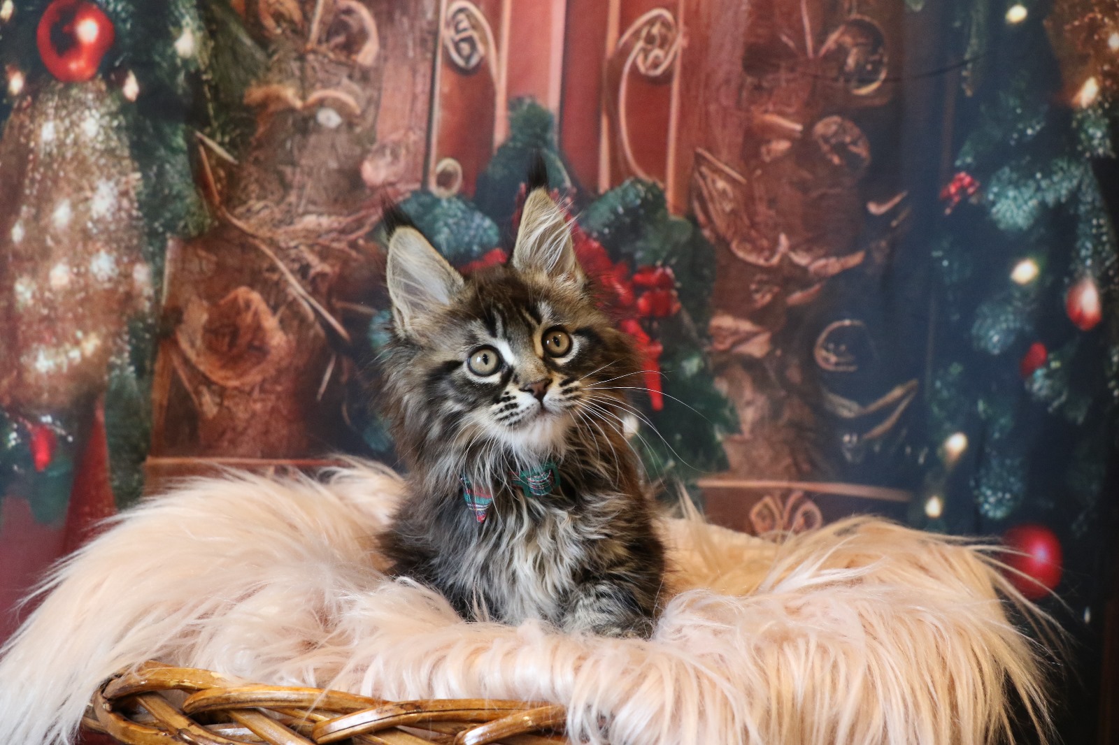 Ginger Brown Maine Coon Kitten Female for Sale / sold 17 IMG 20241125 WA0057