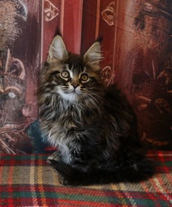 Ginger Brown Maine Coon Kitten Female for Sale / sold 38 IMG 20241125 WA0058