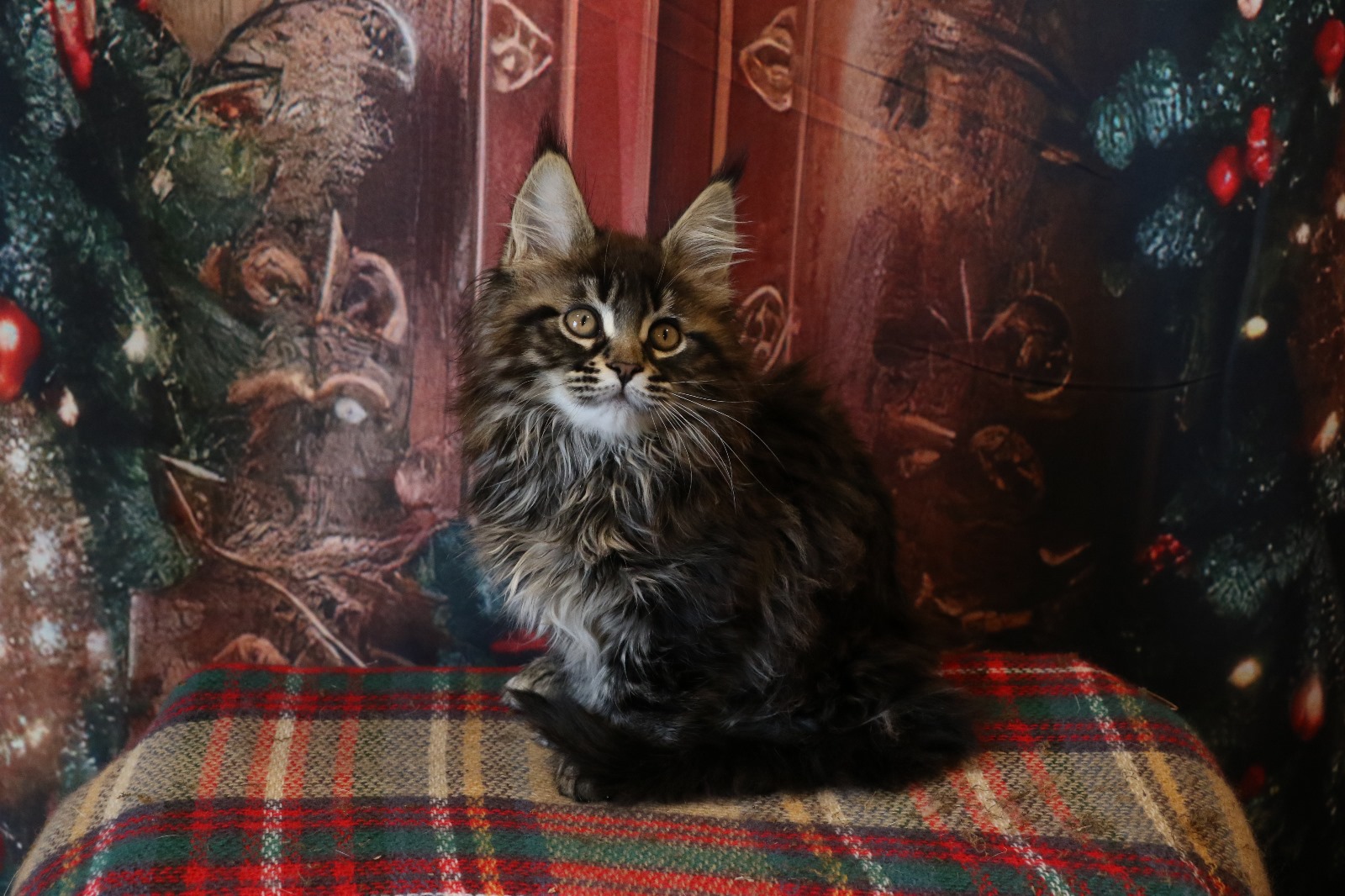 Ginger Brown Maine Coon Kitten Female for Sale / sold 18 IMG 20241125 WA0058