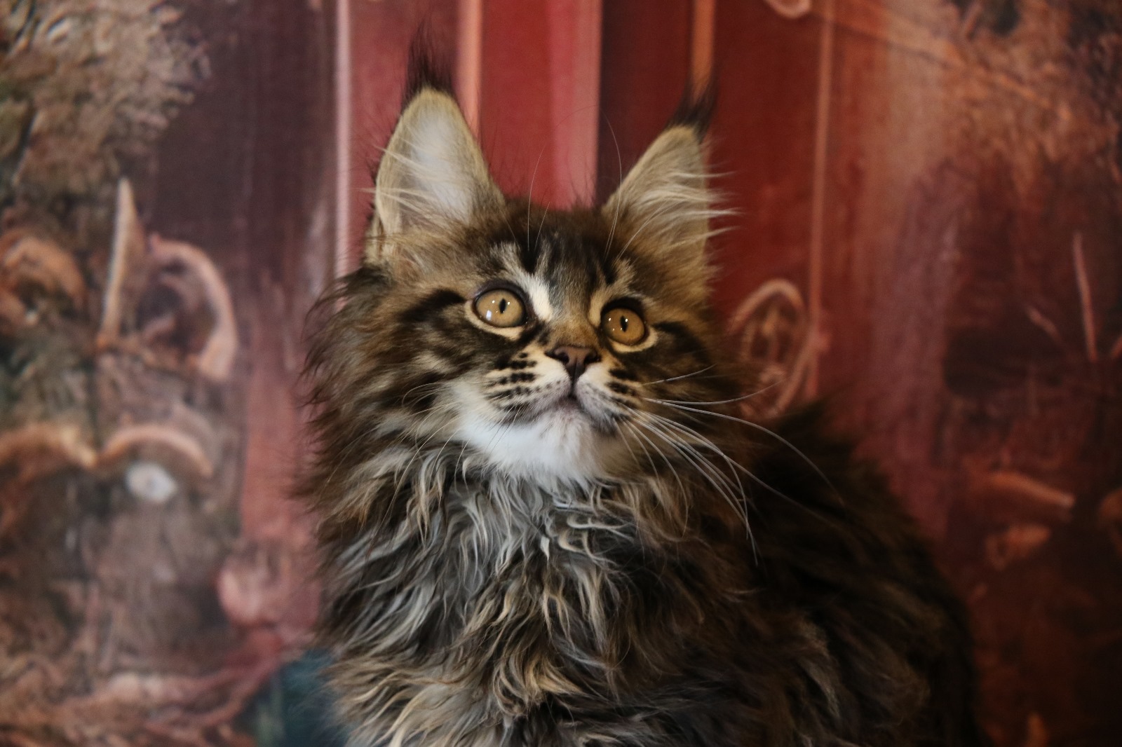 Ginger Brown Maine Coon Kitten Female for Sale / sold 19 IMG 20241125 WA0059