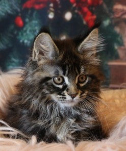 Ginger Brown Maine Coon Kitten Female for Sale / sold 40 IMG 20241125 WA0060