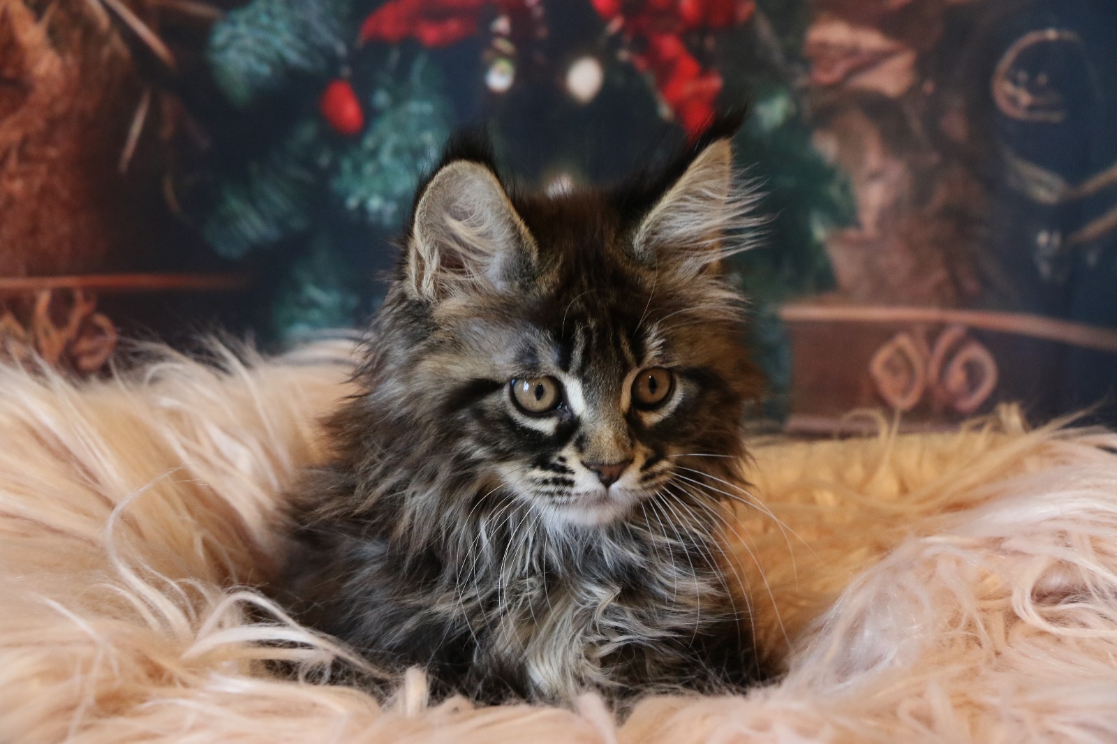 Ginger Brown Maine Coon Kitten Female for Sale / sold 20 IMG 20241125 WA0060