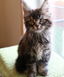 Ginger Brown Maine Coon Kitten Female for Sale / sold 41 IMG 20241125 WA0061