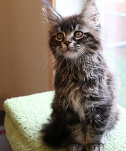 Ginger Brown Maine Coon Kitten Female for Sale / sold 42 IMG 20241125 WA0062