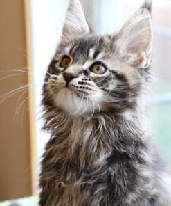 Ginger Brown Maine Coon Kitten Female for Sale / sold 27 IMG 20241125 WA0074 1