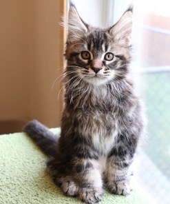 Ginger Brown Maine Coon Kitten Female for Sale / sold 30 IMG 20241125 WA0075 1