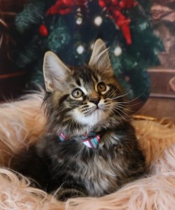 Ginger Brown Maine Coon Kitten Female for Sale / sold 28 IMG 20241125 WA0076 1