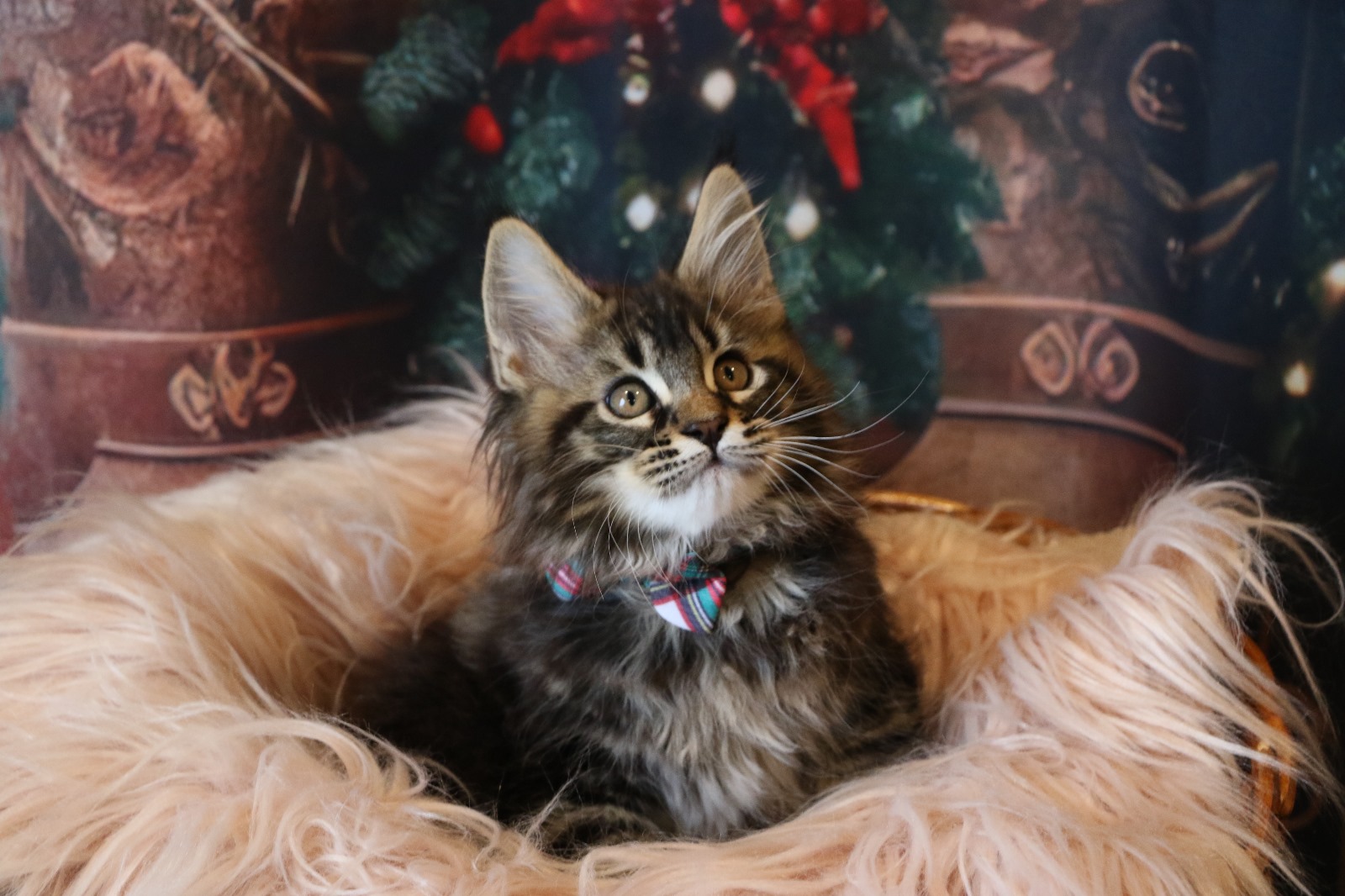 Ginger Brown Maine Coon Kitten Female for Sale / sold 11 IMG 20241125 WA0076