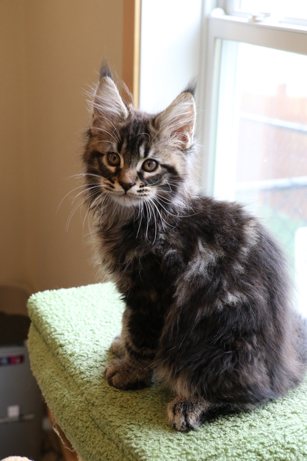 Ginger Brown Maine Coon Kitten Female for Sale / sold 6 IMG 20241125 WA0078 1