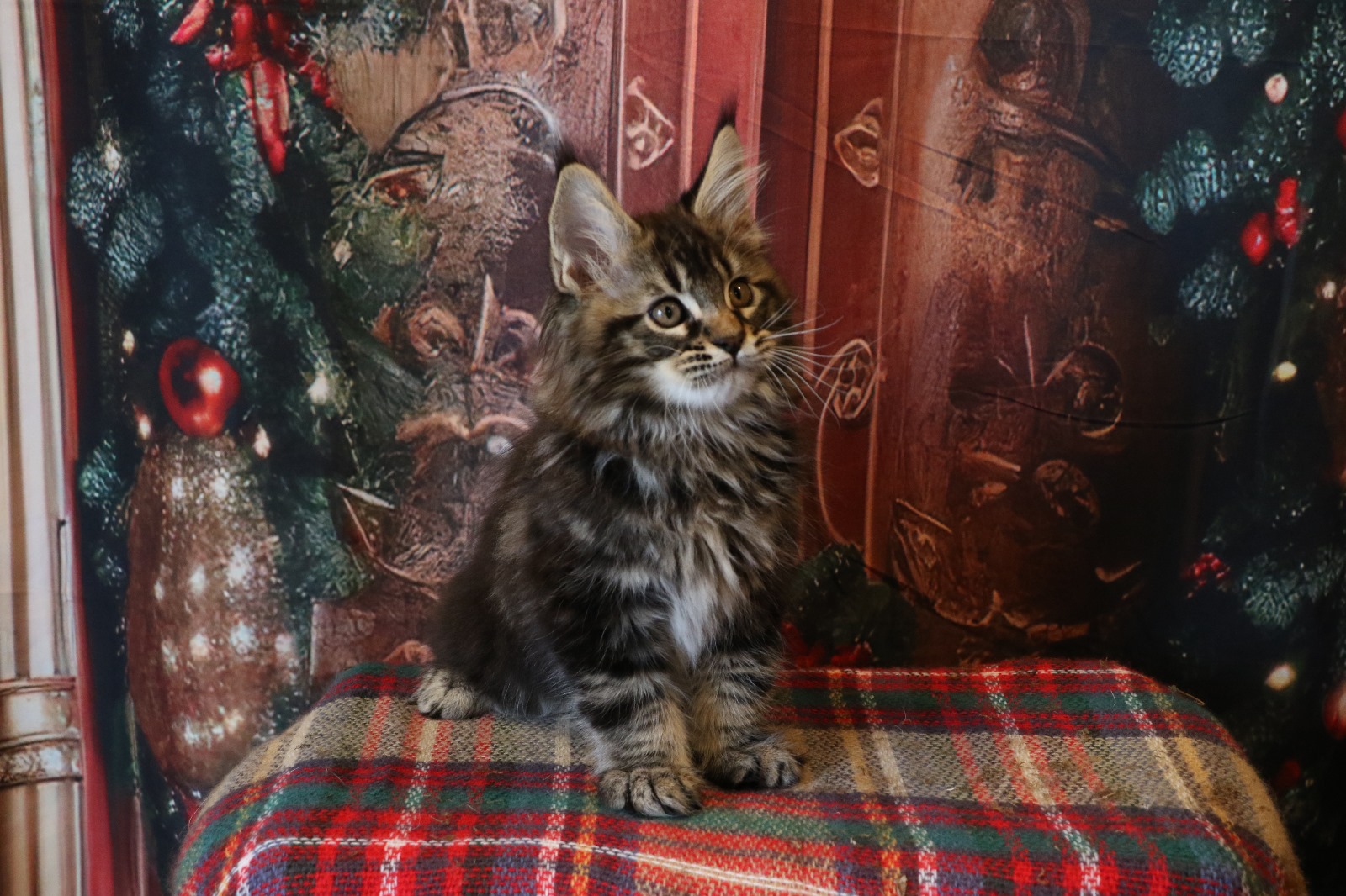 Ginger Brown Maine Coon Kitten Female for Sale / sold 5 IMG 20241125 WA0080