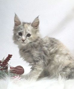 IMG 20241127 WA0033 1