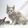 Nutmeg Silver Shaded Maine Coon Female Kitten for Sale / Available 1 maine coon shaded silver