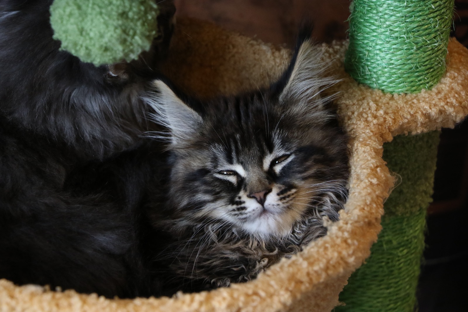 Ginger Brown Maine Coon Kitten Female for Sale / sold 9 WhatsApp Image 2024 11 25 at 20.53.00 454e7f8a