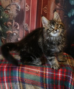 Ginger Brown Maine Coon Kitten Female for Sale / sold 24 WhatsApp Image 2024 11 25 at 20.54.38 e0d76f2a 1