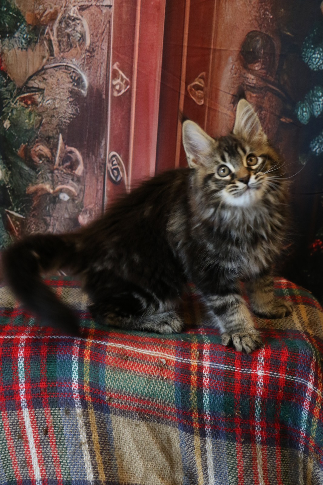 Ginger Brown Maine Coon Kitten Female for Sale / sold 4 WhatsApp Image 2024 11 25 at 20.54.38 e0d76f2a 1