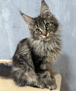 Flaffy Maine Coon Female Kitten Silver Tabby for Sale/ Available 9 IMG 20241125 WA0002